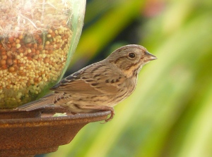 Lincoln's_Sparrow_at_bird_feeder